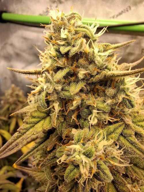 An Autumn with FastBuds. Week 9 - TC