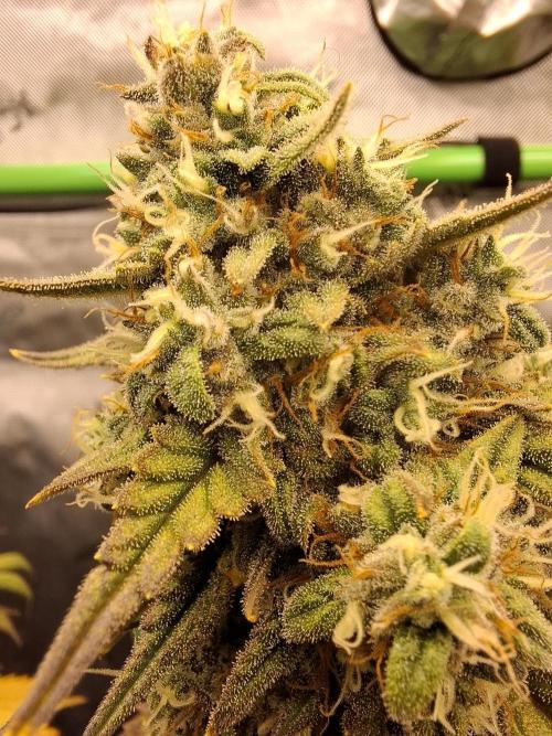 An Autumn with FastBuds. Week 9 - TC