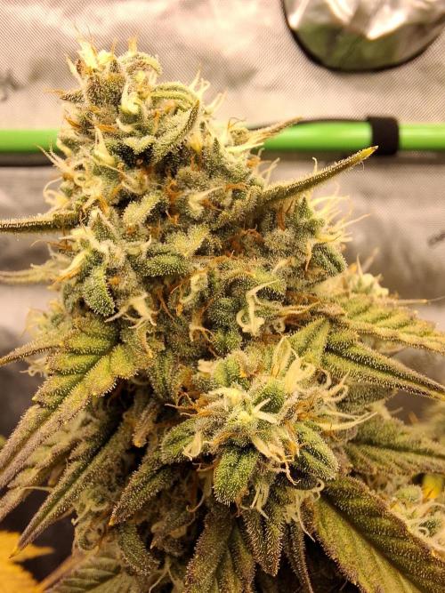 An Autumn with FastBuds. Week 9 - TC