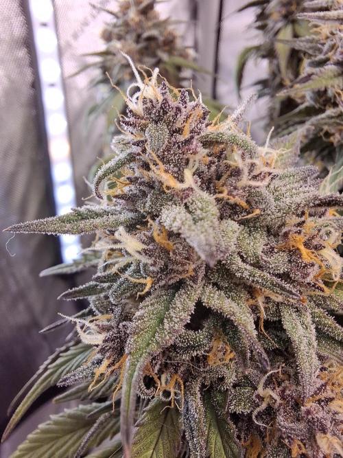 An Autumn with FastBuds. Week 9 - LCC