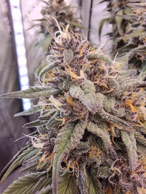 An Autumn with FastBuds. Week 9 - LCC