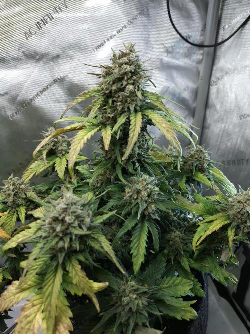 An Autumn with FastBuds. Week 9 - BB