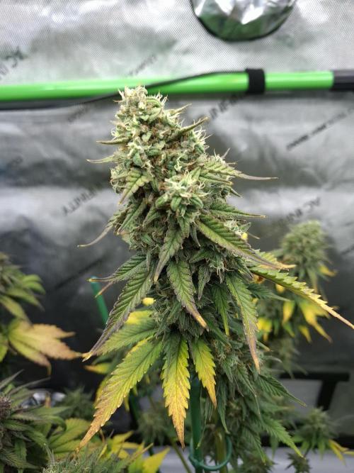 An Autumn with FastBuds. Week 9 - TC