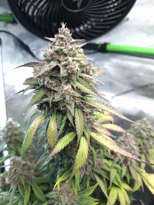 An Autumn with FastBuds. Week 9 - LCC