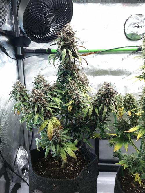 An Autumn with FastBuds. Week 9 - LCC