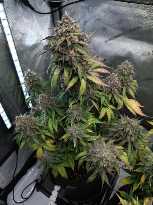 An Autumn with FastBuds. Week 9 - LCC