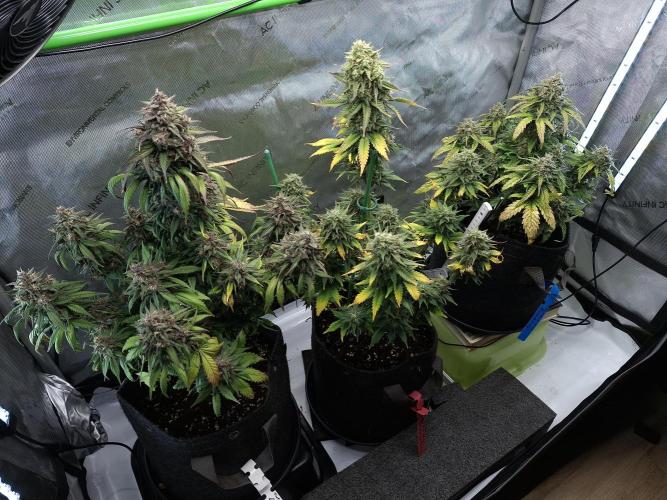 An Autumn with FastBuds. Week 9 - Family