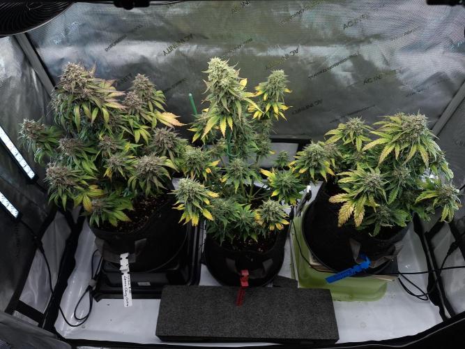 An Autumn with FastBuds. Week 9 - Family