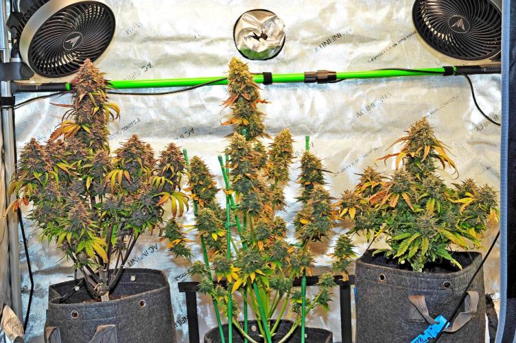 An Autumn with FastBuds. Week 10 - LCC - TC - Bb