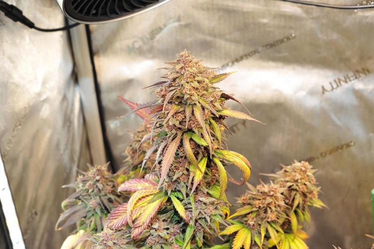 An Autumn with FastBuds. Week 10 - LCC