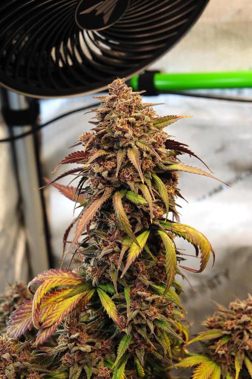 An Autumn with FastBuds. Week 10 - LCC