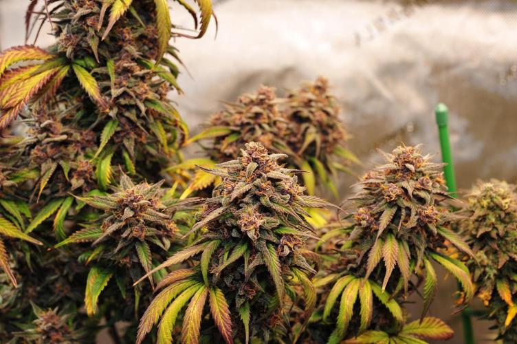 An Autumn with FastBuds. Week 10 - LCC