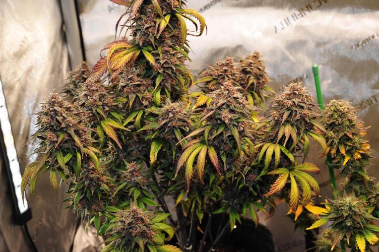 An Autumn with FastBuds. Week 10 - LCC