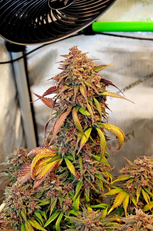 An Autumn with FastBuds. Week 10 - LCC