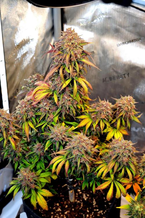 An Autumn with FastBuds. Week 10 - LCC