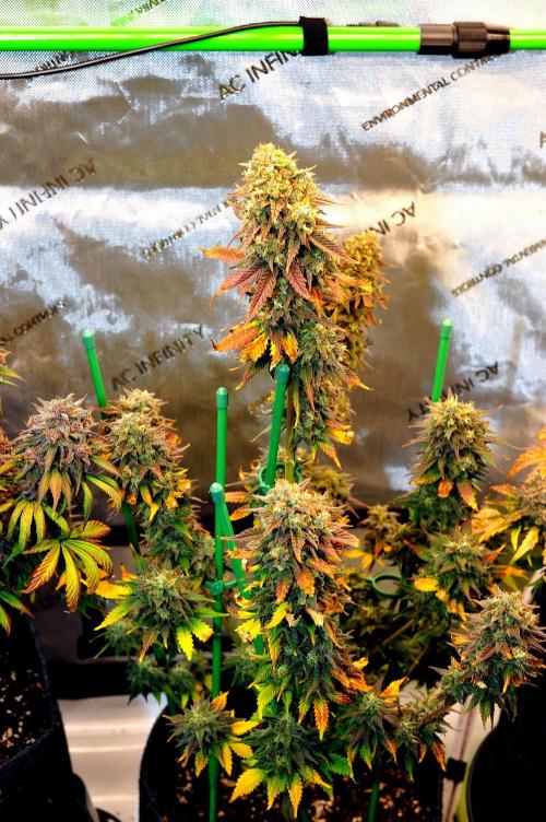 An Autumn with FastBuds. Week 10 - TC