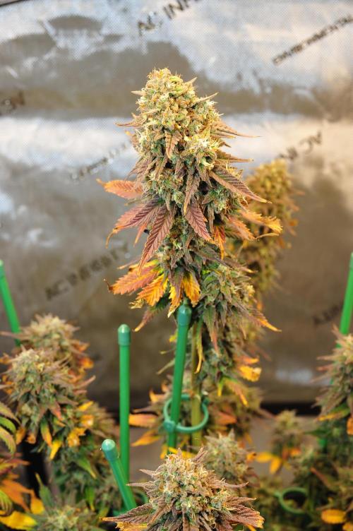 An Autumn with FastBuds. Week 10 - TC