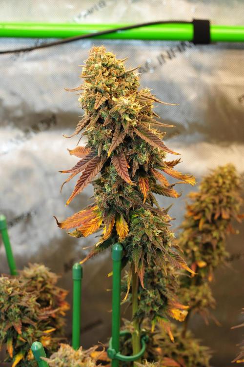 An Autumn with FastBuds. Week 10 - TC