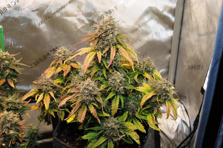 An Autumn with FastBuds. Week 10 - Bb