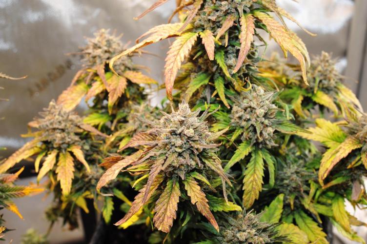 An Autumn with FastBuds. Week 10 - Bb