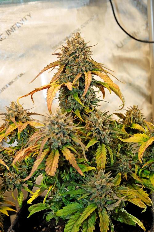 An Autumn with FastBuds. Week 10 - Bb