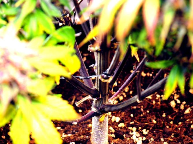 An Autumn with FastBuds. Week 10 - LCC - Purple Stem