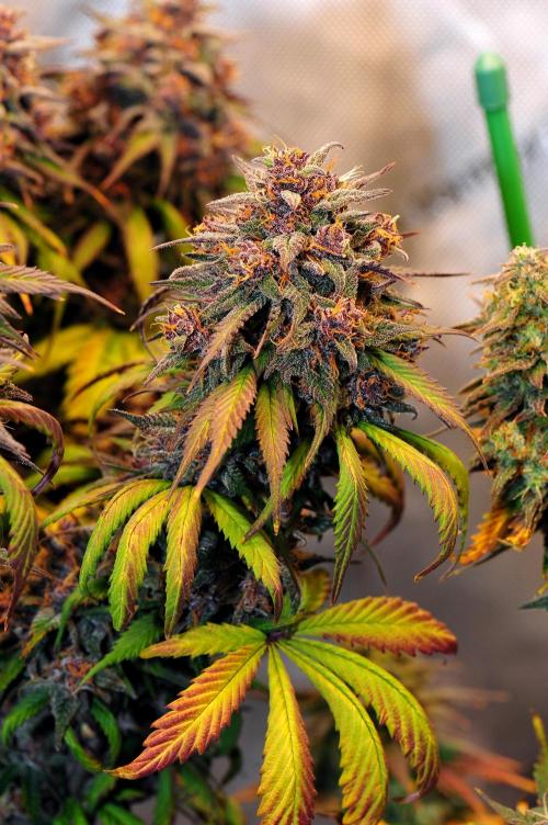 An Autumn with FastBuds. Week 10 - LCC