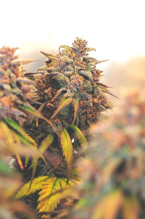 An Autumn with FastBuds. Week 10 - LCC