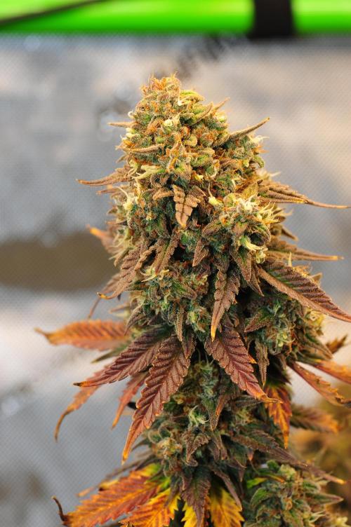 An Autumn with FastBuds. Week 10 - TC