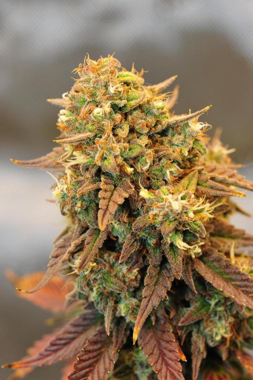 An Autumn with FastBuds. Week 10 - TC