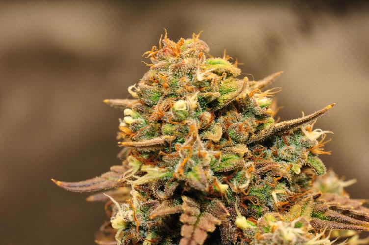 An Autumn with FastBuds. Week 10 - TC