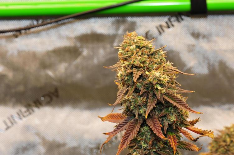 An Autumn with FastBuds. Week 10 - TC