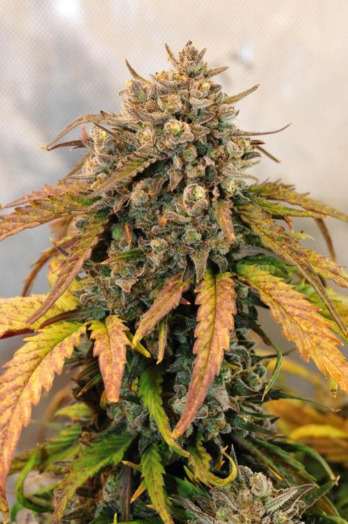 An Autumn with FastBuds. Week 10 - Bb