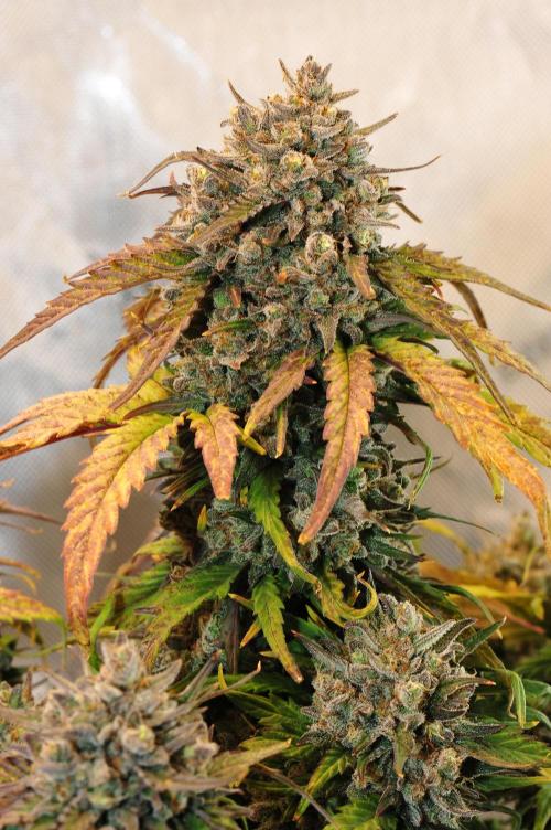 An Autumn with FastBuds. Week 10 - Bb