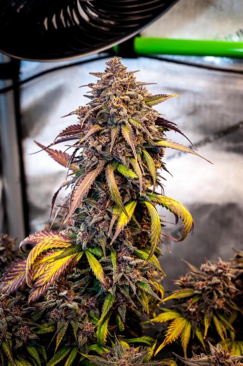 An Autumn with FastBuds. Week 10 - LCC