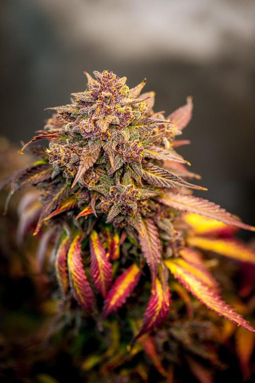 An Autumn with FastBuds. Week 11 - LCC