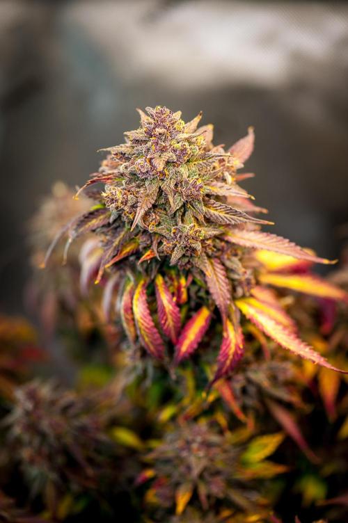 An Autumn with FastBuds. Week 11 - LCC