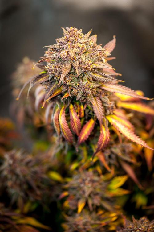 An Autumn with FastBuds. Week 11 - LCC