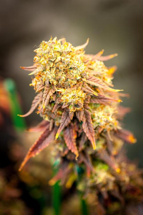 An Autumn with FastBuds. Week 11 - TC