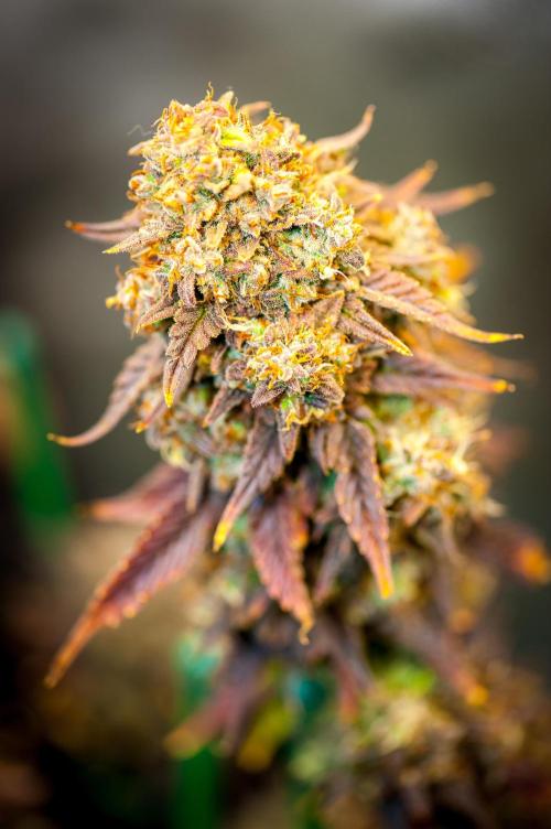 An Autumn with FastBuds. Week 11 - TC