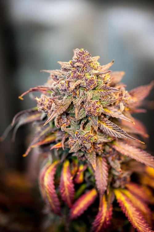 An Autumn with FastBuds. Week 11 - LCC