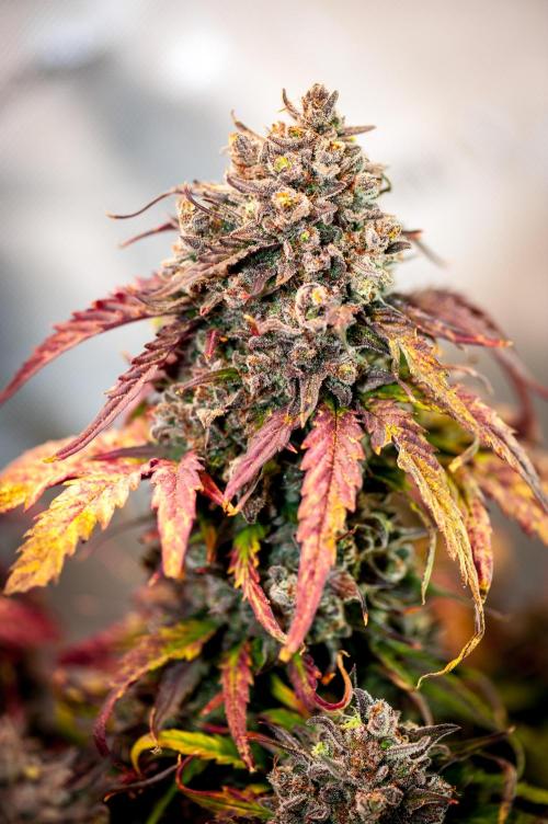 An Autumn with FastBuds. Week 11 - Bb