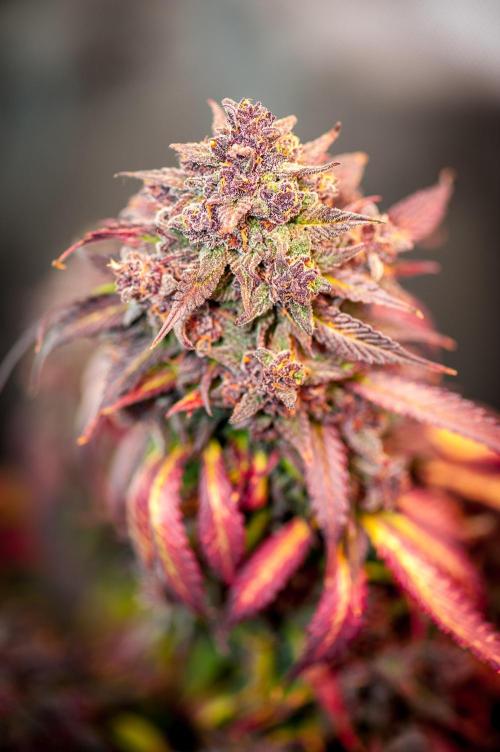 An Autumn with FastBuds. Week 11 - LCC