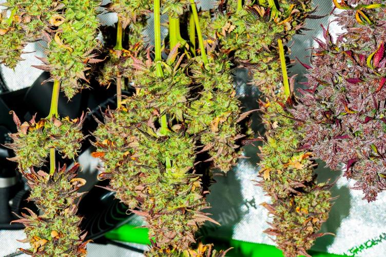 An Autumn with FastBuds. Week 12