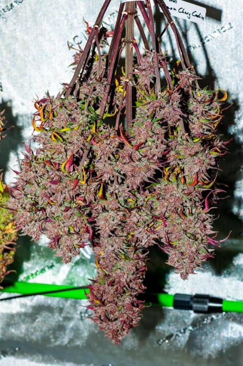 An Autumn with FastBuds. Week 12