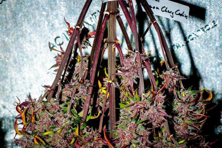 An Autumn with FastBuds. Week 12