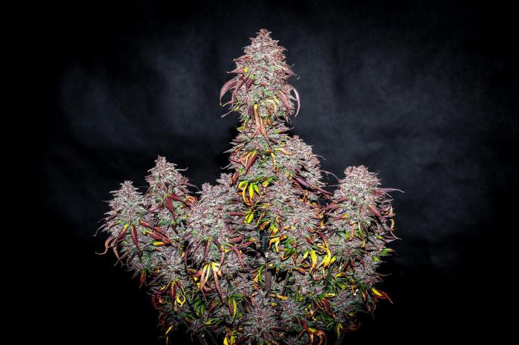 An Autumn with FastBuds. Week 12