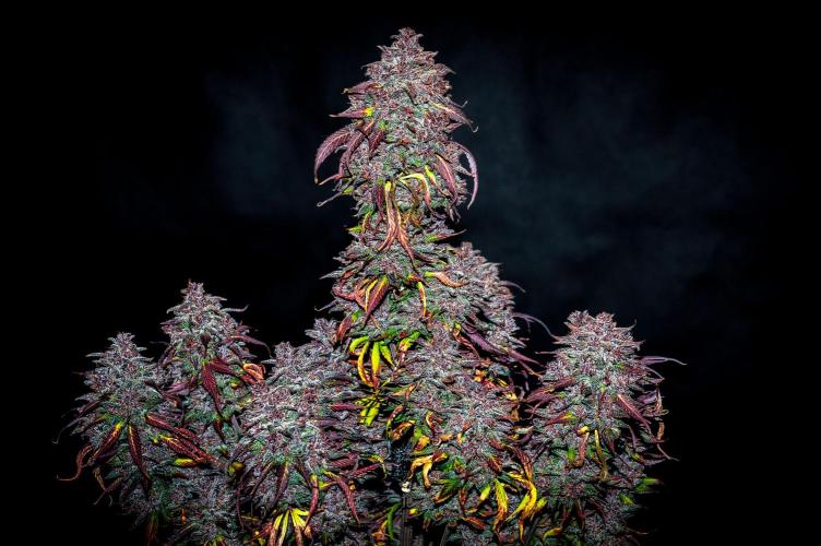 An Autumn with FastBuds. Week 12