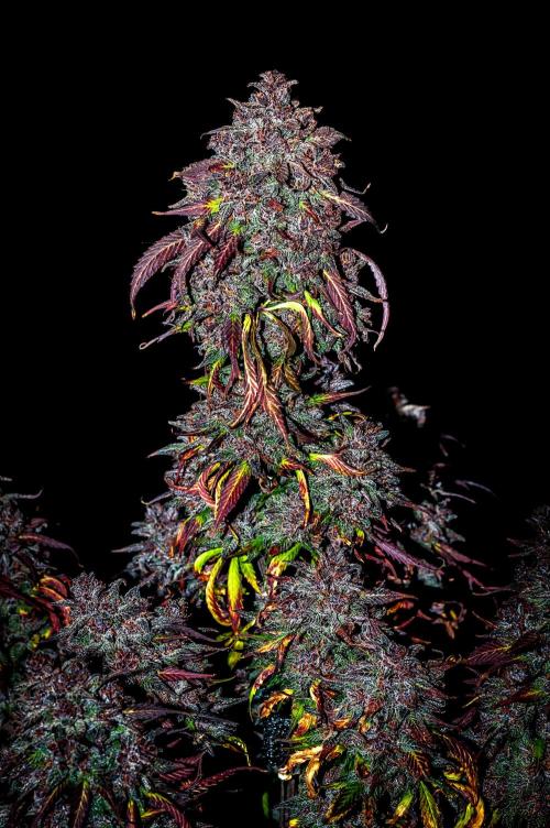 An Autumn with FastBuds. Week 12