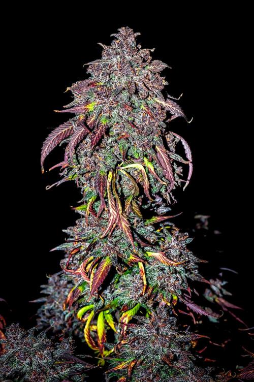 An Autumn with FastBuds. Week 12